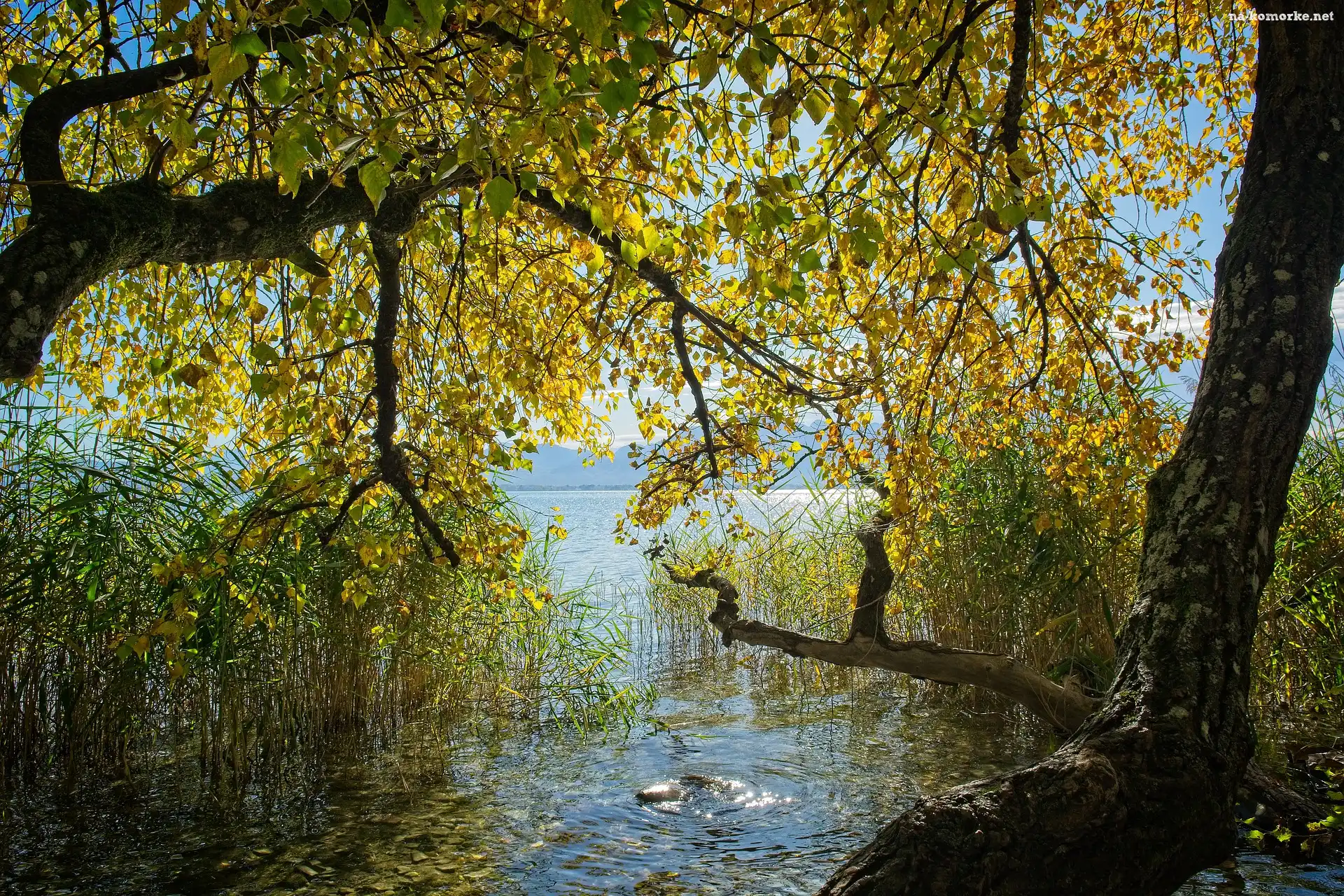 Zwisające, Jezioro, Jesień, Szuwary, Drzewo, Gałęzie