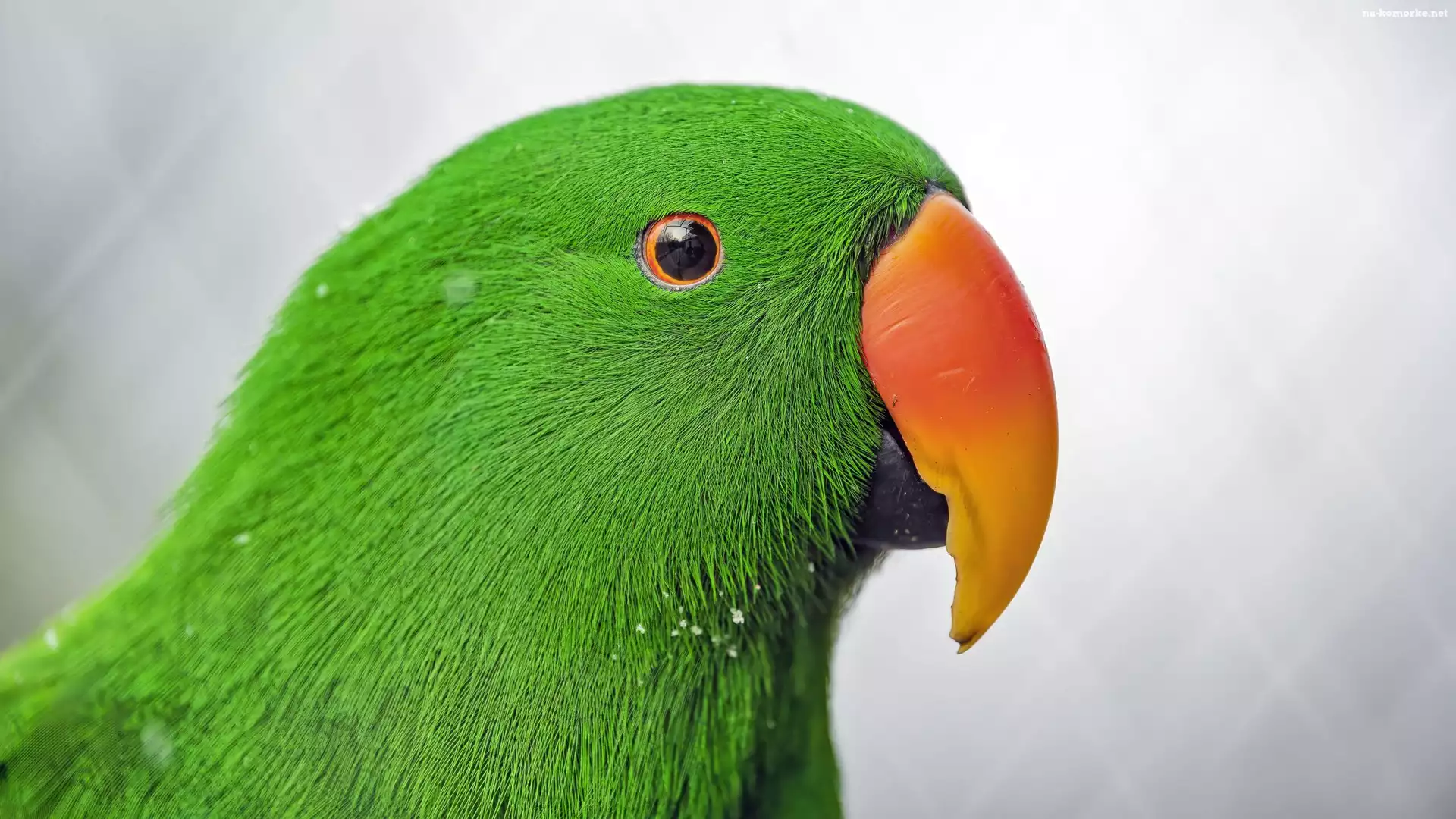 Barwnica zwyczajna, Eclectus, Zielona, Papuga