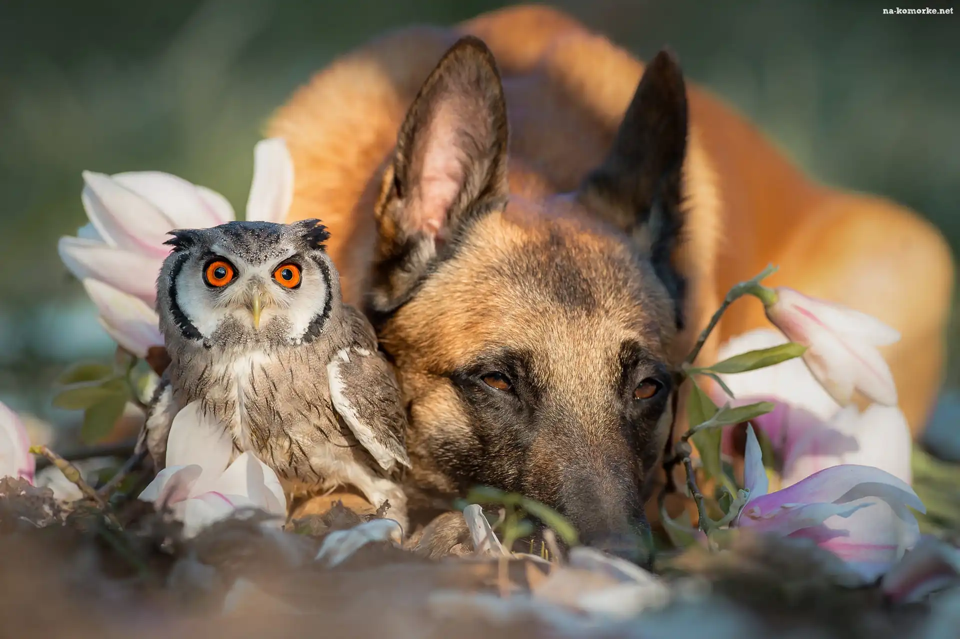 Pies, Ptak, Sowa, Owczarek belgijski Malinois, Syczek zwyczajny